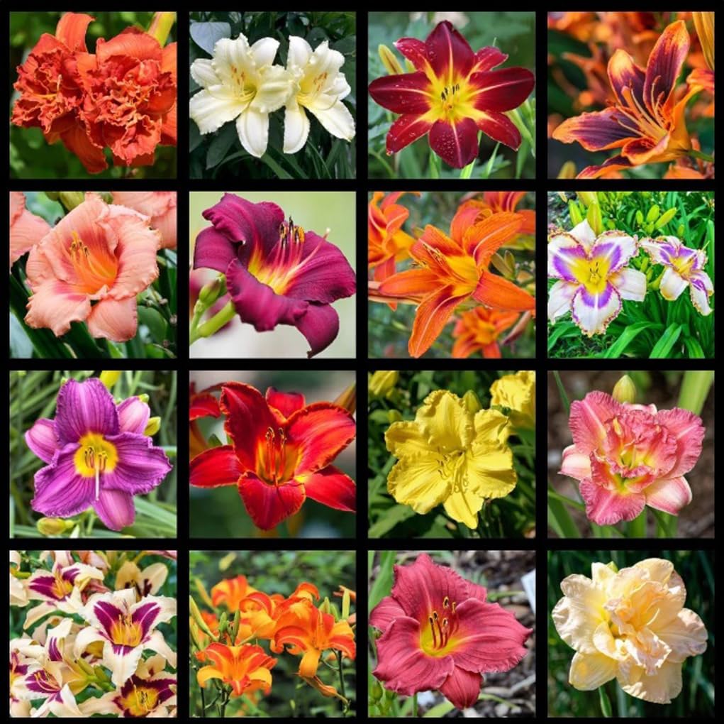 Bulborium daylily seeds mixed color pack for vibrant summer blooms