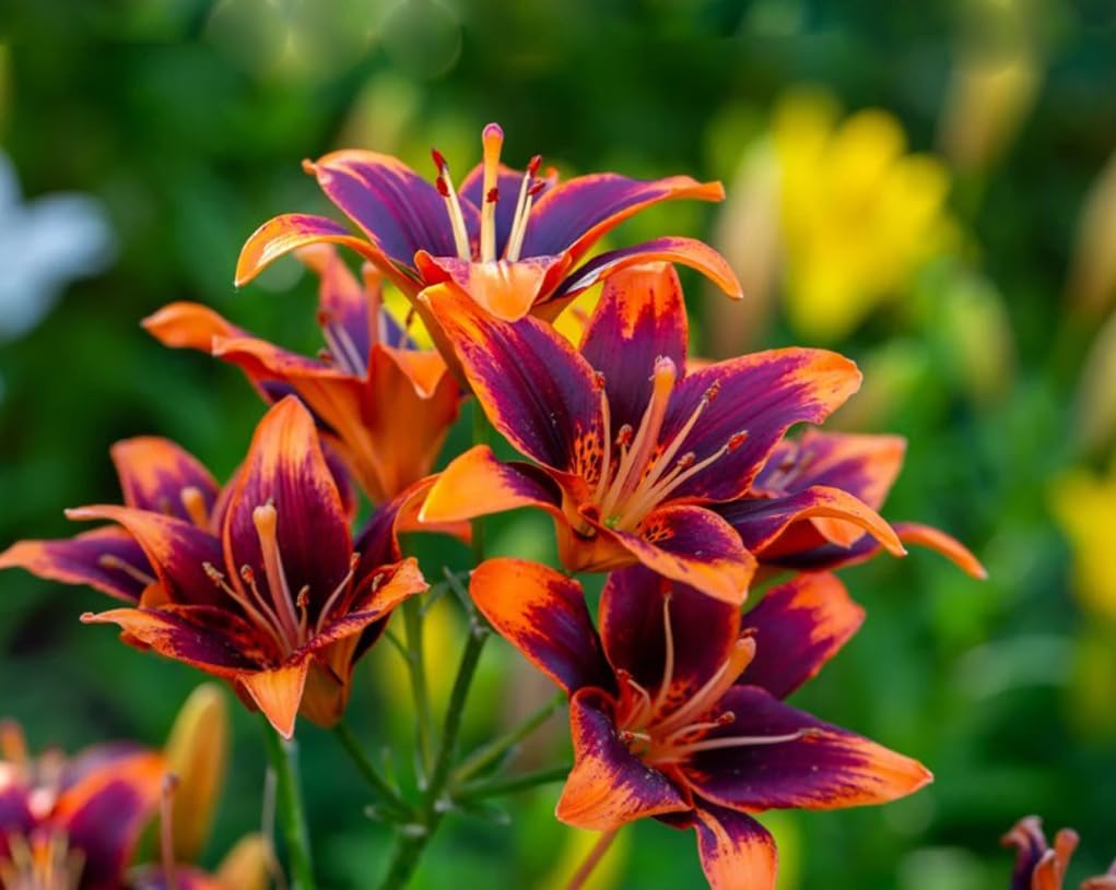Bulborium daylily seeds red purple mix attracts pollinators in borders