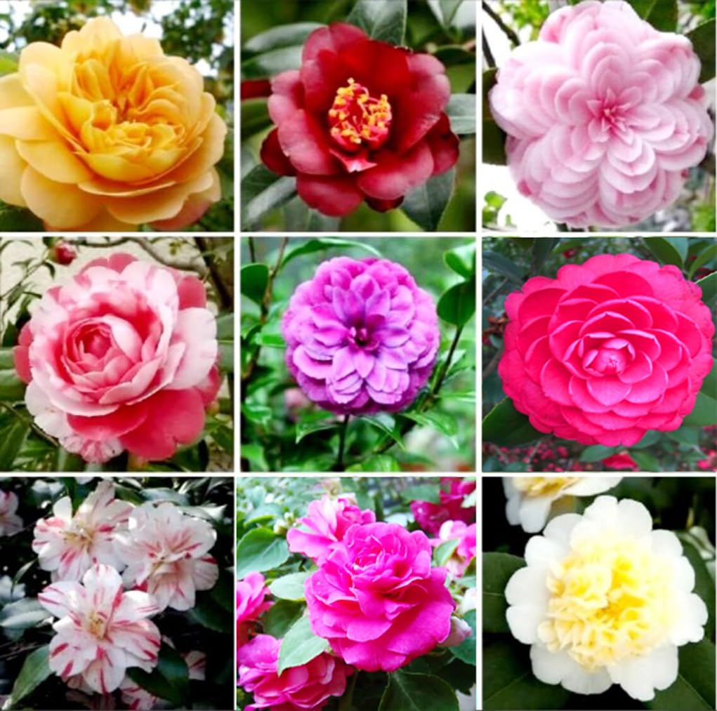 Bulborium double camellia impatiens seeds pack for a vibrant shade garden.