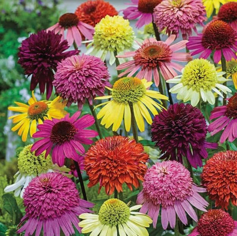 Bulborium double coneflower seeds in mixed colors for pollinator-friendly borders and vibrant cut flowers.