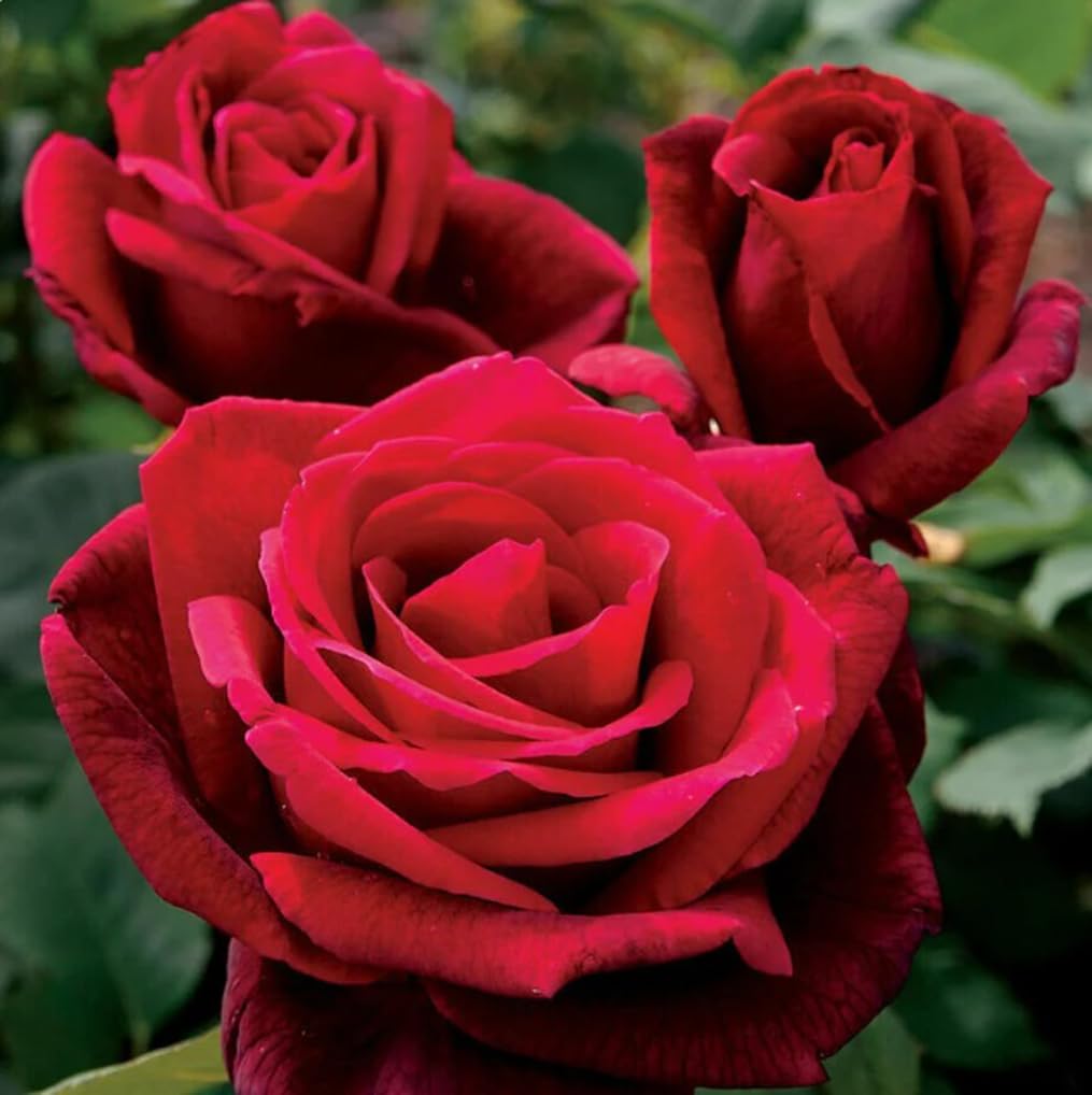 Bulborium double red rose seeds for heirloom rose garden with vibrant blooms and easy cultivation.