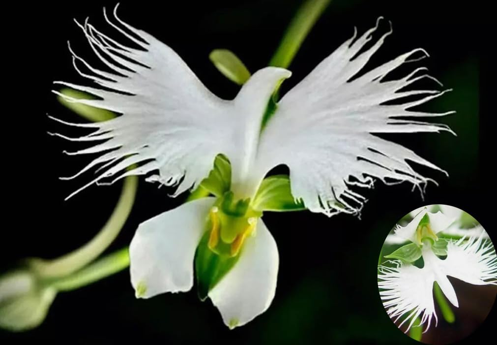 Bulborium Dove Orchid White Egret Flower seeds ready for spring garden color.