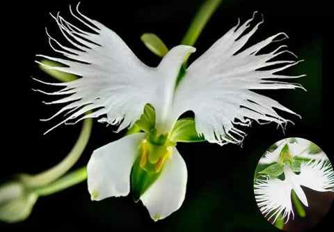Bulborium Dove Orchid White Egret Flower seeds ready for spring garden color.