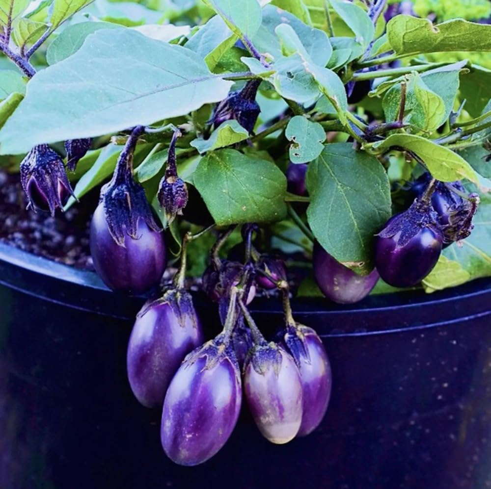Bulborium dwarf eggplant seeds for patio garden, compact plants ideal for containers.