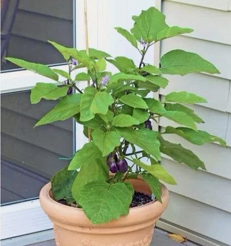 Bulborium dwarf eggplant seeds seed-pack, easy-to-store kit for quick harvests.