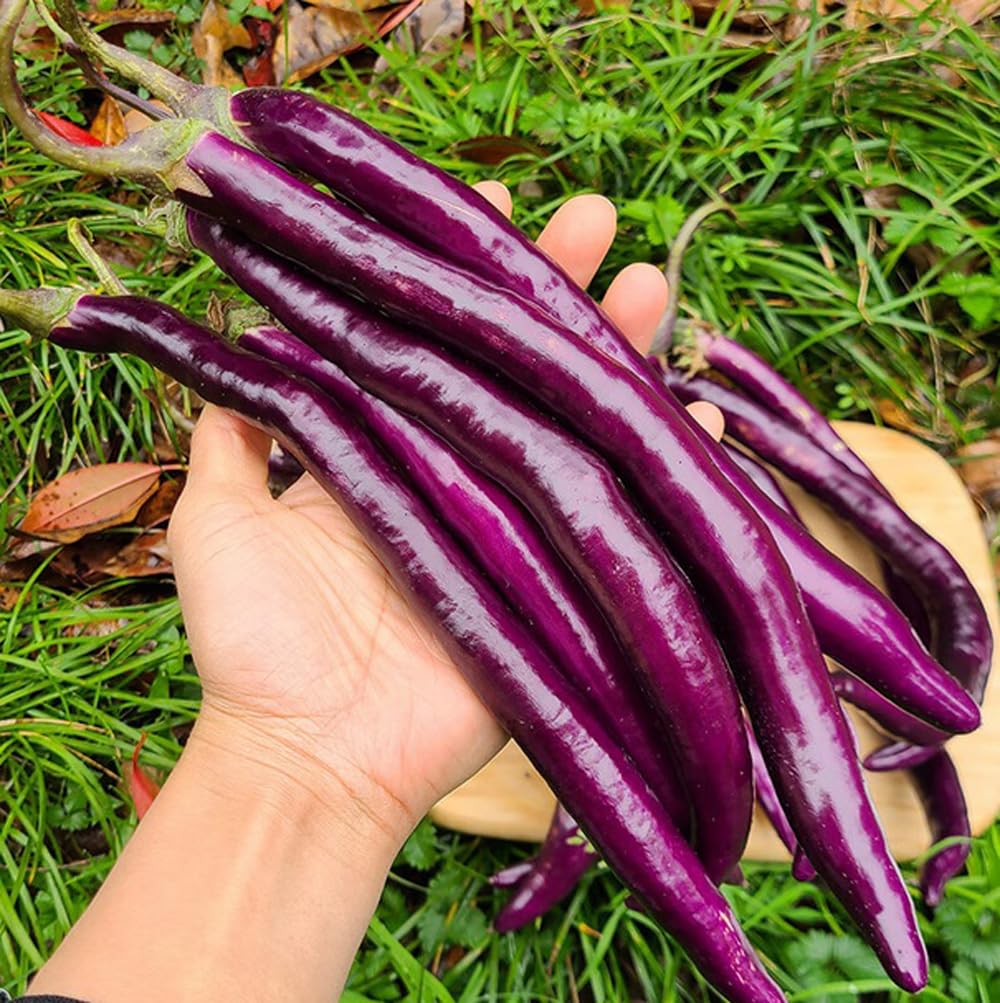 Bulborium eggplant seeds non-GMO heirloom pack for versatile garden use.