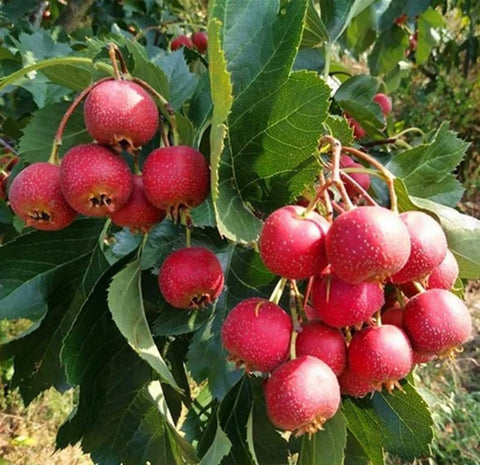 Bulborium English Hawthorn seeds showy spring flowers attract pollinators