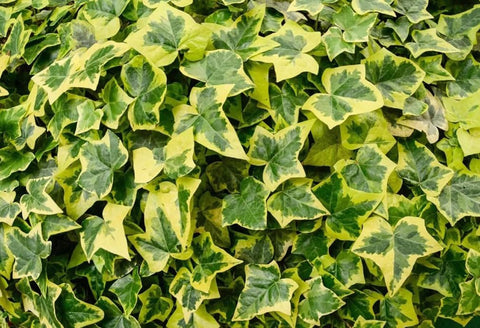 Bulborium English Ivy seeds for easy planting and lush wall coverage.