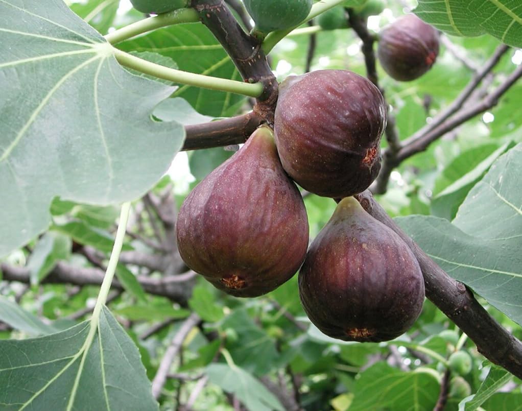 BULBORIUM fig seed germination dome maintains humidity for sprouting