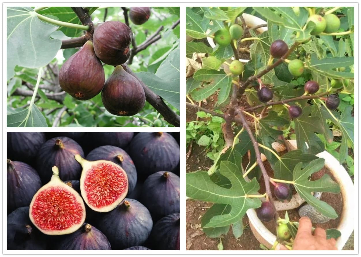 BULBORIUM fig tree seeds pack ready to start a home fruit garden