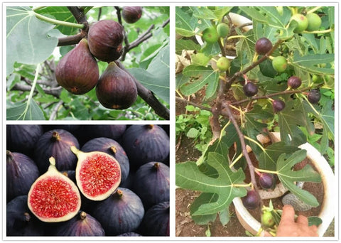 BULBORIUM fig tree seeds pack ready to start a home fruit garden