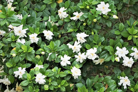 Bulborium Gardenia seeds expected fragrant white blooms for indoor spaces
