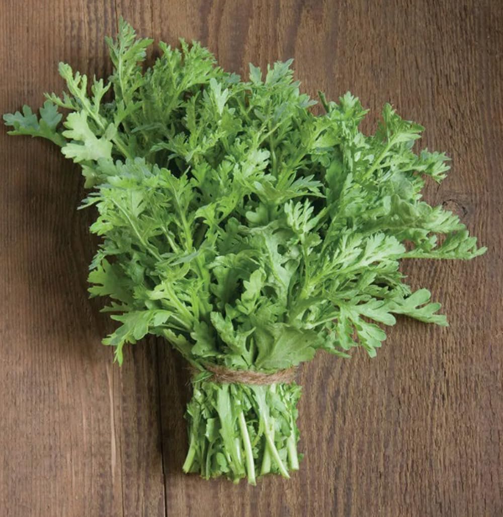 BULBORIUM garland chrysanthemum compact plant for balconies and patios