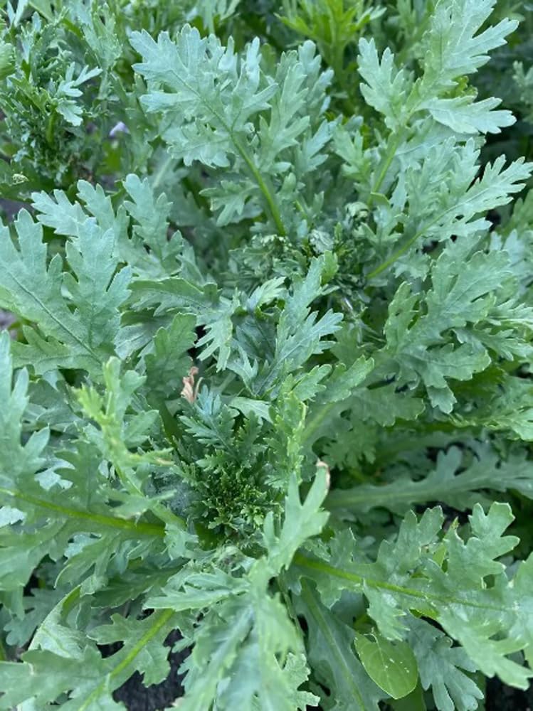 BULBORIUM garland chrysanthemum foliage detail with serrated leaves
