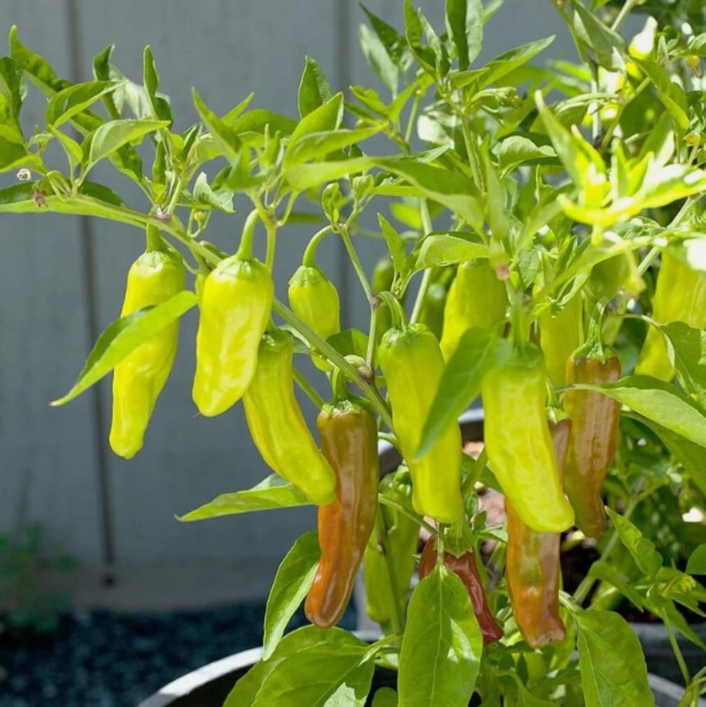 Bulborium Golden Greek Pepperoncini seeds, seed pack for home gardens, easy to grow.