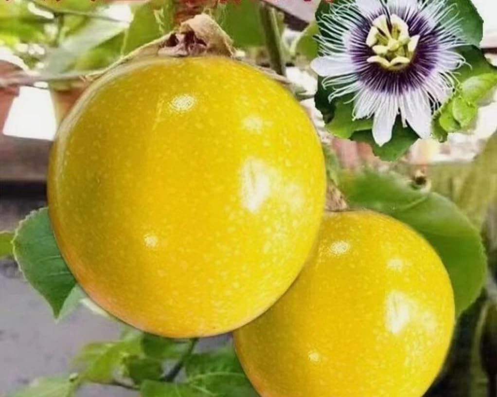 BULBORIUM Golden Passion Fruit seeds pack ready for planting in warm climates.