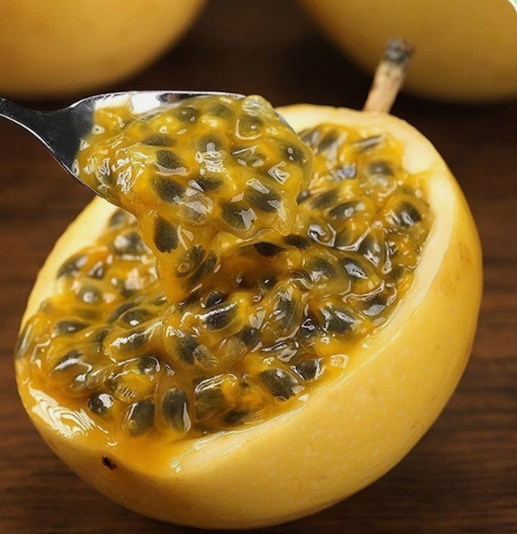 BULBORIUM seeds soaking in water to kickstart germination and quicker sprouting.