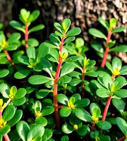 Bulborium Golden Purslane seeds packet closeup for vibrant salads and rapid ground cover.