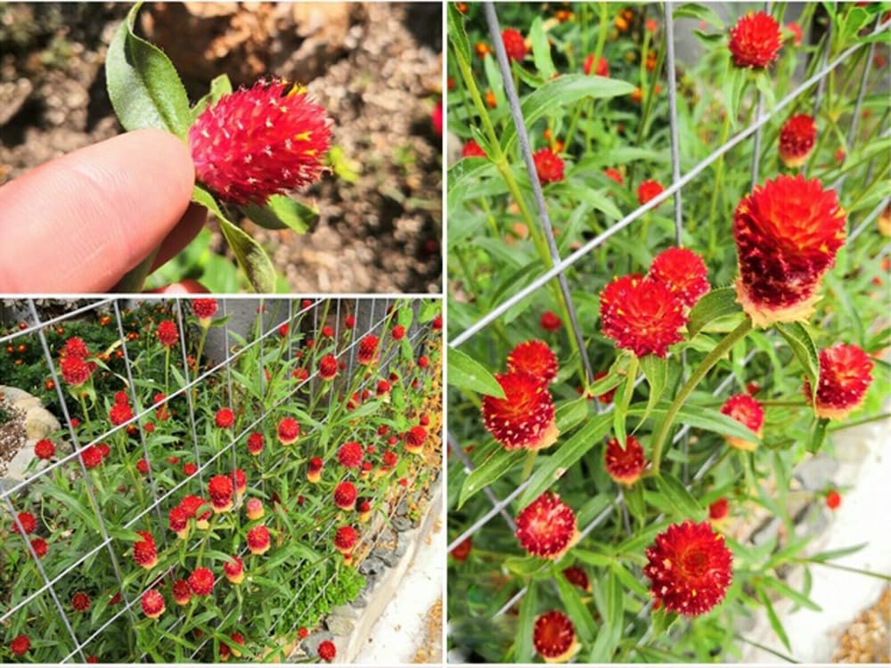 BULBORIUM Gomphrena dried bouquet collection highlighting long-lasting color.
