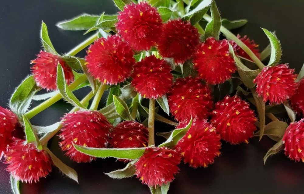 BULBORIUM Gomphrena flower heads close-up showing vibrant round blooms for arrangements.