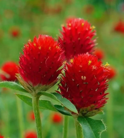 BULBORIUM Gomphrena seeds germination process close-up signaling reliable sprouting.
