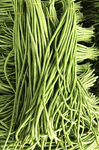 BULBORIUM green and red yard long bean pods on vines for fresh harvest.