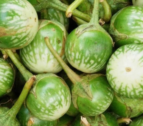 Bulborium Thai eggplant seeds, field-ready for fresh Thai dishes.