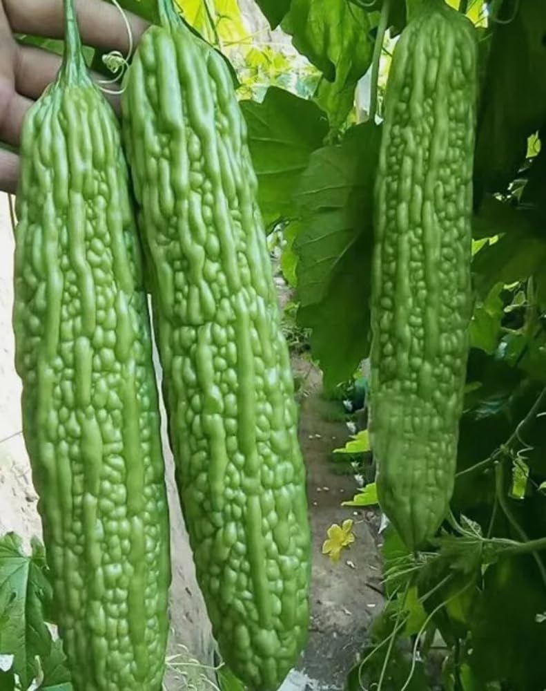 Bulborium green skin long bitter gourd seeds pack ready for home planting and vibrant harvest.