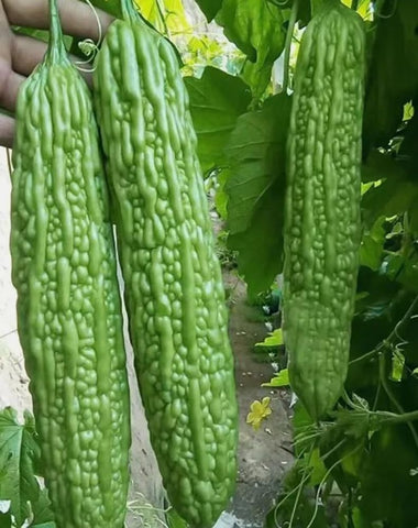 Bulborium green skin long bitter gourd seeds pack ready for home planting and vibrant harvest.