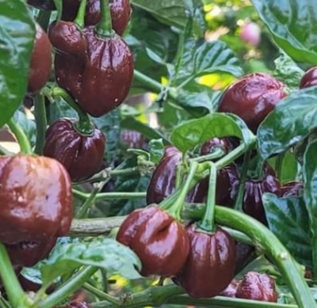 Bulborium habanero plants in fruiting stage, offering bold peppers for sauces.