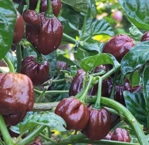 Bulborium habanero plants in fruiting stage, offering bold peppers for sauces.
