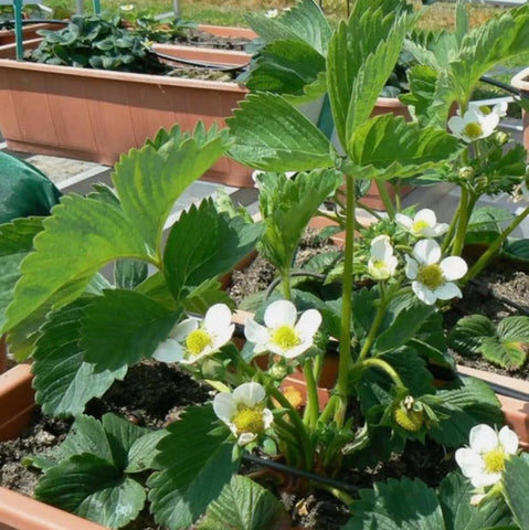 Bulborium harvested strawberries: sun-warmed garden fruit ready to enjoy.