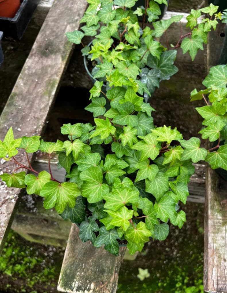 BULBORIUM Hedera Helix seeds ready to sow for vibrant indoor greenery