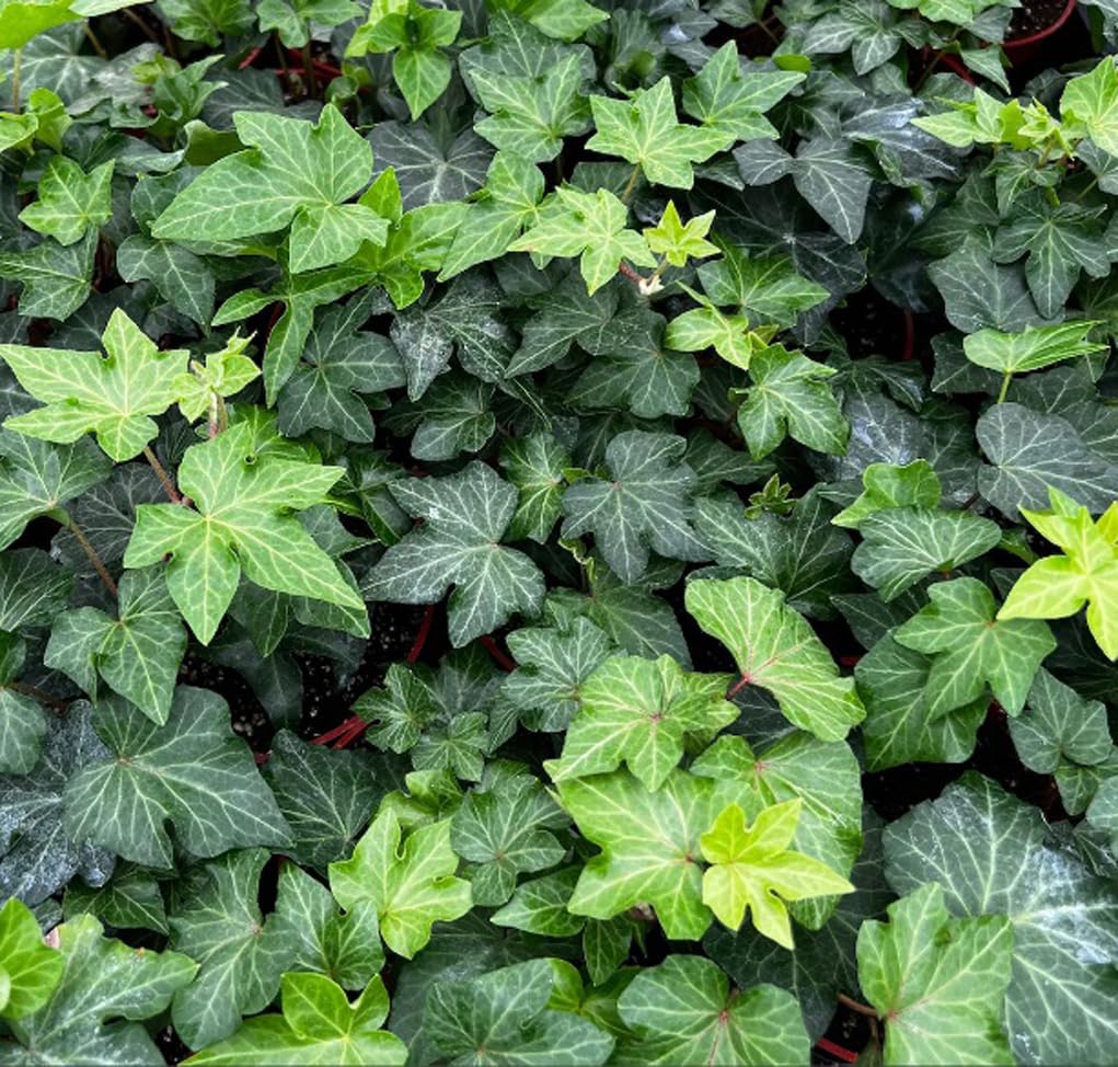 BULBORIUM Hedera Helix seeds in seed packet close-up for easy indoor vine growth