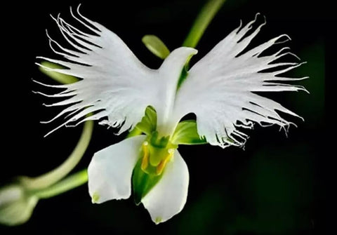 Bulborium heirloom seeds pack ideal for late-summer blooms and borders.