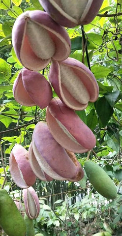 Bulborium Holboellia latifolia edible-fruit seeds showcase promising home harvests.