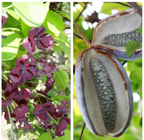 Bulborium Holboellia latifolia seeds pack for easy evergreen fruit vine cultivation.