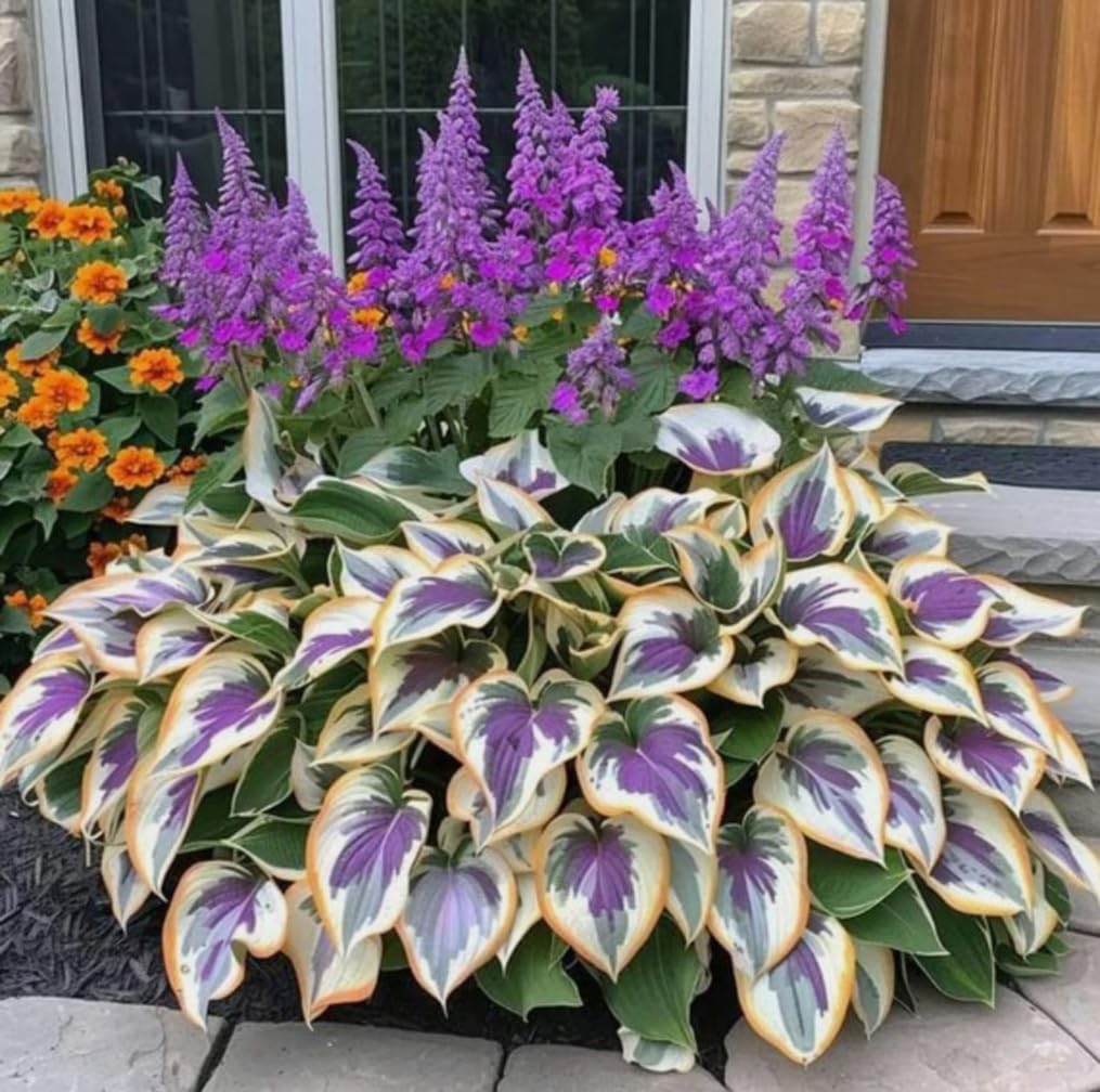 Bulborium Hosta Elegans in a pot demonstrates container-friendly growth in small spaces