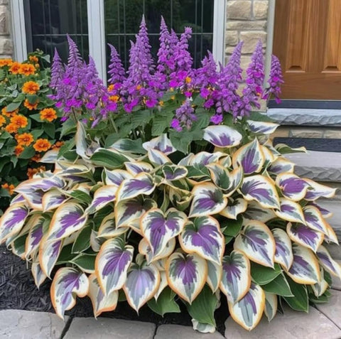 Bulborium Hosta Elegans in a pot demonstrates container-friendly growth in small spaces