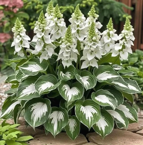 Bulborium Hosta Elegans in a shaded border adds color and structure