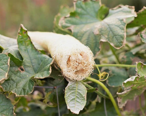 Bulborium loofah gourd on a trellised vine showing climbing support
