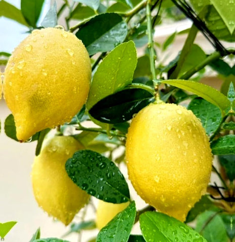 Bulborium Meyer lemon bonsai ready sapling for decor