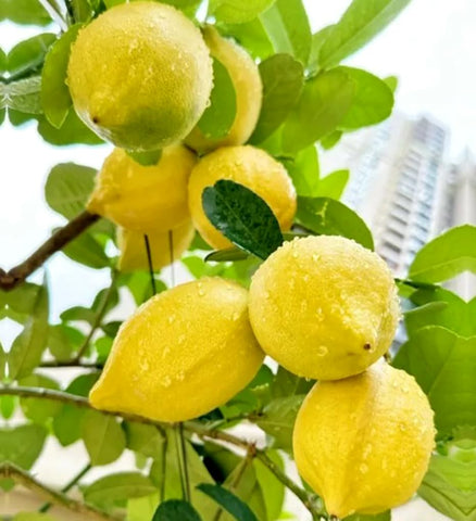 Bulborium Meyer lemon fruit harvest potential from home garden
