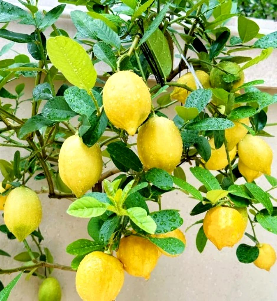 Bulborium Meyer lemon seeds pack for home citrus cultivation