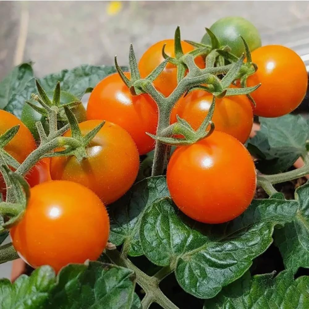 Bulborium Orange Hat micro dwarf tomato seeds closeup of plump orange fruits for balcony harvest.