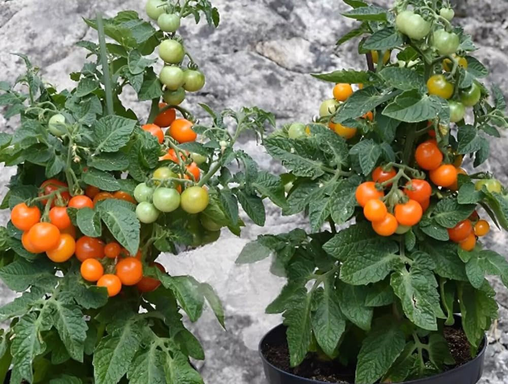 Bulborium Orange Hat micro dwarf tomato seeds ripe orange cherry tomatoes for fresh salads.