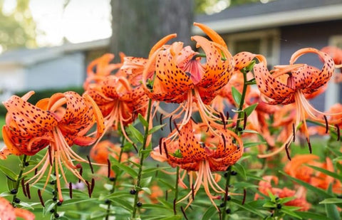 Bulborium orange tiger lily seeds show potential bloom for a dramatic garden display.