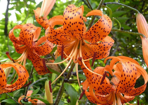 Bulborium orange tiger lily seeds ready for garden planting and easy bed integration.