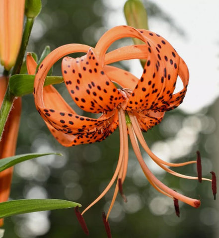 Bulborium orange tiger lily seeds germination progress to aid indoor sowing planning.