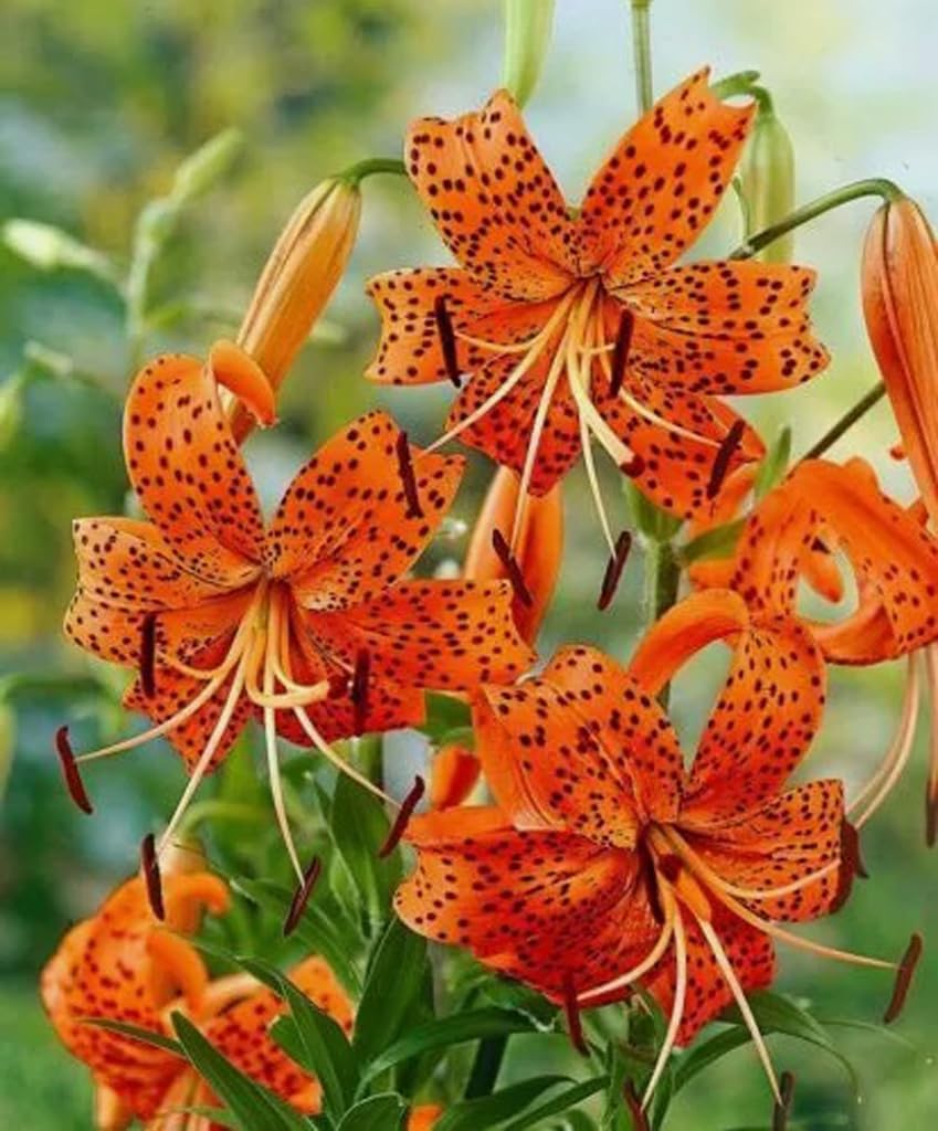 Bulborium orange tiger lily seeds pack ready for at-home planting to brighten borders.